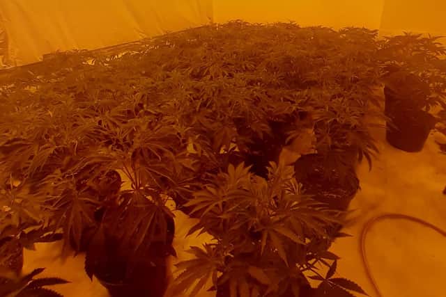 Inside the cannabis grow.