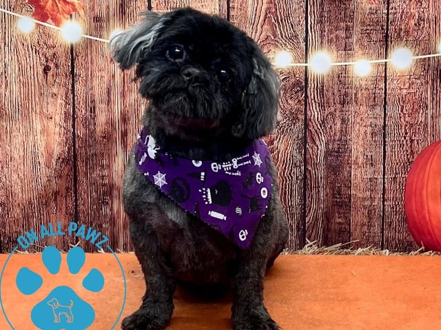 For more details and pricing, visit: shop.onallpawz.com/products/halloween