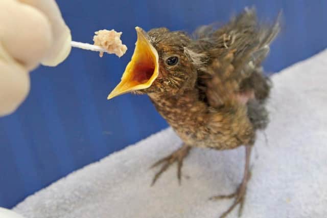 A rescued baby bird.