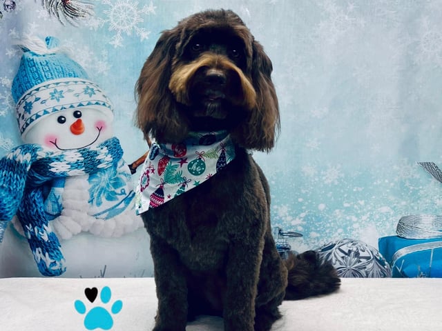 On All Pawz is located on Portland Street, Mansfield Woodhouse, Mansfield