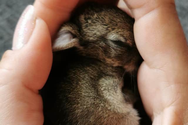 The shelter has been inundated over the past year.