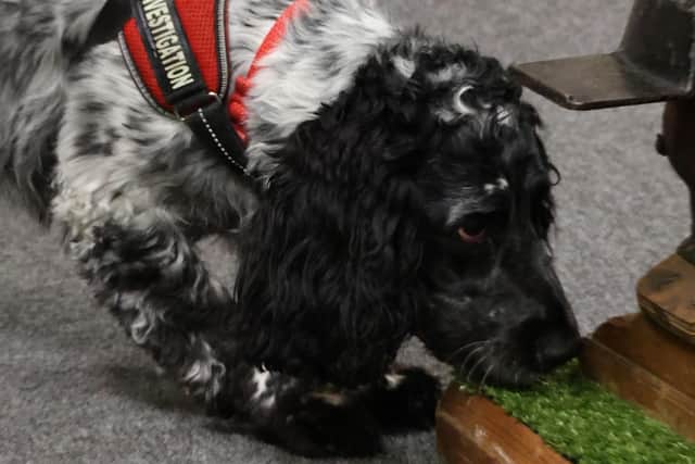Barney is a fire investigation dog.