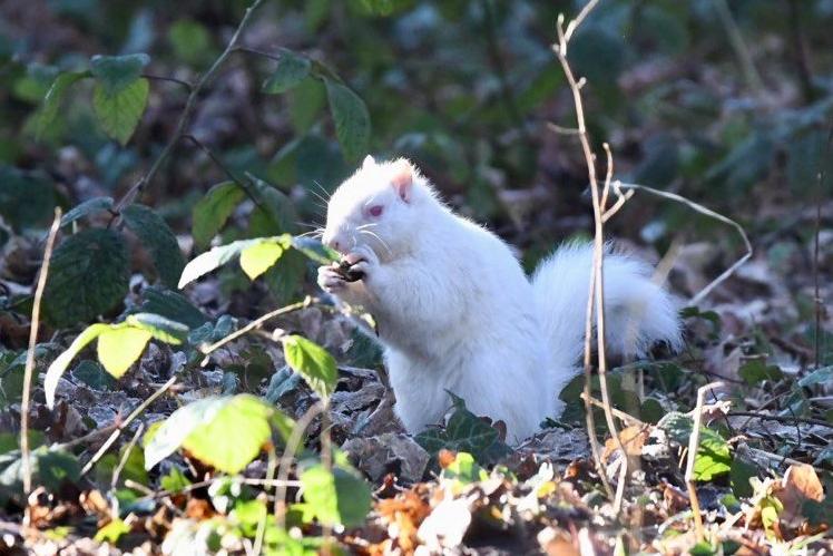 Albino squirrels are often mistaken for white versions of Eastern grey squirrels.