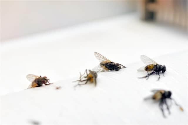 To help Brits enjoy a fly-free summer, Sophie Thorogood, technical training manager at Pest-Stop, shares her expert tips on how to keep these unwelcome guests at bay
