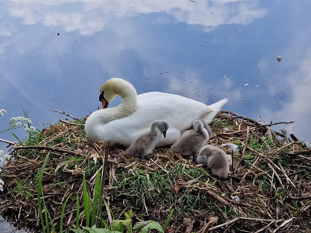 A photo of a swan and cygnets at Field Mill Pond, Mansfield.