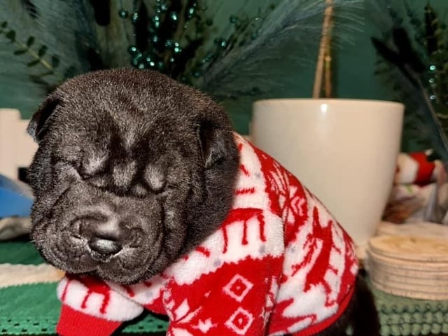 Courtney from Mansfield shared this adorable photo of her pup. Too cute!