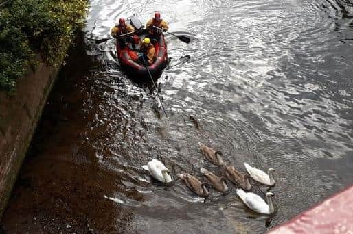 Crews attempt to rescue the injured swan.