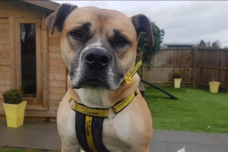 Rory is a 4 year old Crossbreed who loves his owners but does not like strangers he needs time to get to know people and make friends. He is looking for a rural environment where he wont meet a lot of people or dogs. He is an incredible boy with a zest for life so is looking for a owners who can keep up with him. He really enjoys training so would love his human pals to be committed to this. He loves to go out on walking adventures and likes to play with his toys, especially the squeaky ones. Rory has had an unsettled past and does need owners who will devote their time to him.