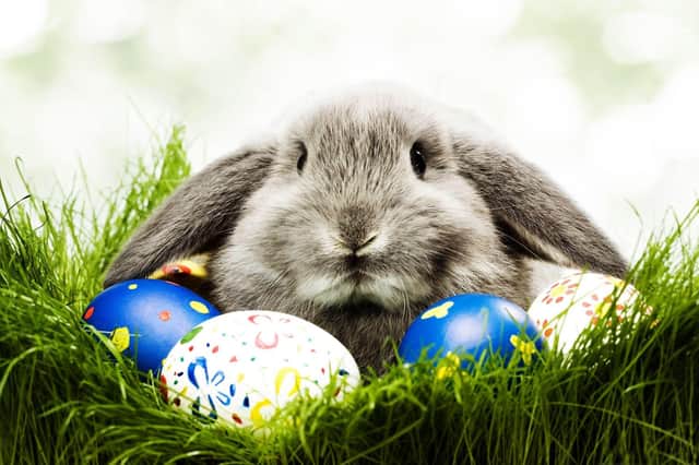 Join the Easter bunny and have some fun this weekend. Check out our guide to things to do and places to go in the Mansfield area.