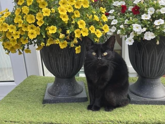 Christine Wood shared a photo of Liquorice.
