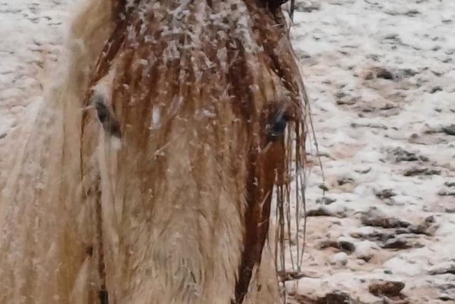 Layne Wilson shared this adorable photo of her horse.