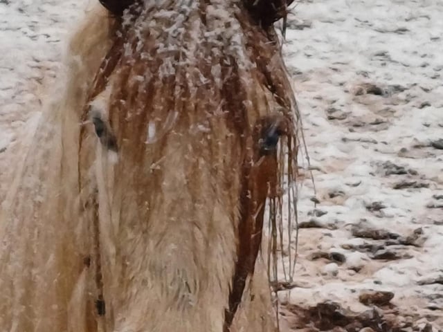 Layne Wilson shared this adorable photo of her horse.