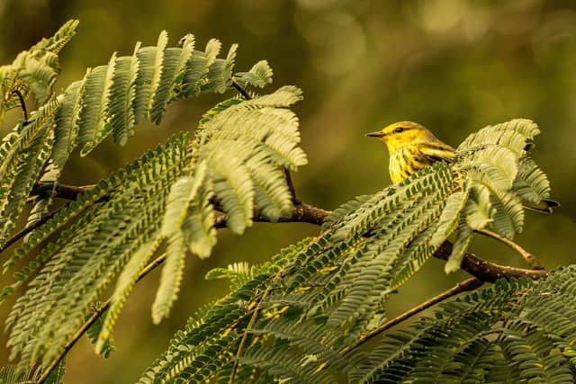 People spotted more different types of wildlife than ever before during the national lockdown.