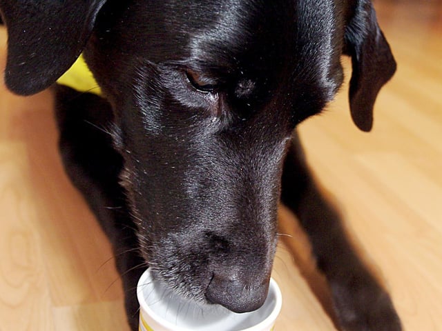 Lara the guide dog at a coffee morning held at the Community House Volunteer centre Mansfield, 2006.