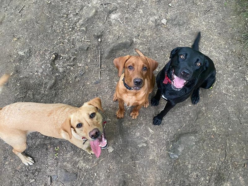 Honey almost four years, Pickle six months and Lola almost four years old.