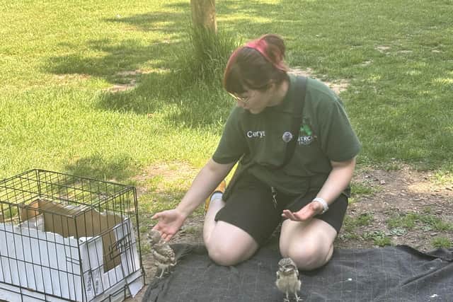 Two tiny owls come out to say hello.