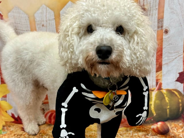 A costume with bones is the perfect choice for a dog.