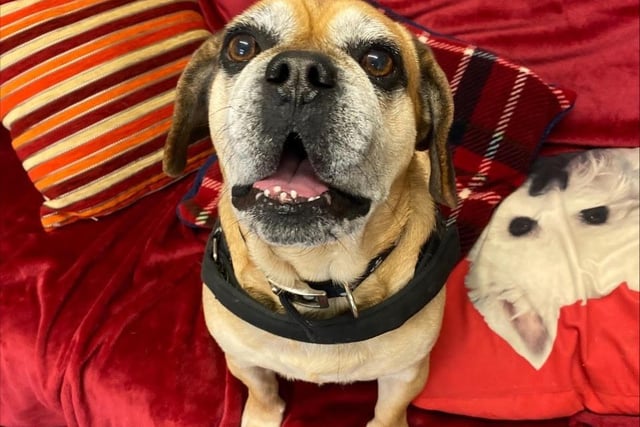 This is Dino, he is a five-year-old Puggle cross. He is a happy chap that enjoys being around his favourite people. He doesn't like being left on his for too long so would love his family around for most the day especially while he is settling in. He can live with another dog but not with small ones as he likes to chase them. He can live with children 11 years plus. He does have some medical problems and will need ongoing pain relief.