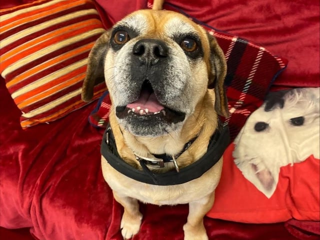 This is Dino, he is a five-year-old Puggle cross. He is a happy chap that enjoys being around his favourite people. He doesn't like being left on his for too long so would love his family around for most the day especially while he is settling in. He can live with another dog but not with small ones as he likes to chase them. He can live with children 11 years plus. He does have some medical problems and will need ongoing pain relief.