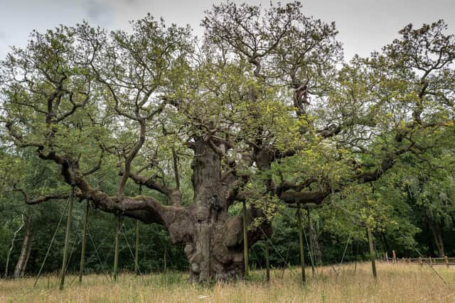 The Major Oak, Sherwood Forest