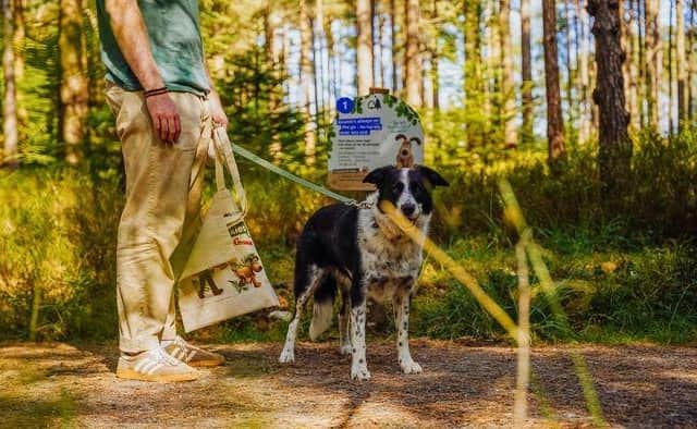 A dog in front of a Forest Walkies activity trail sign.