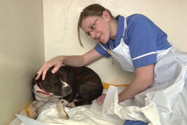 Injured Staffy at Springfield Vets, Rotherham getting some TLC from trainee veterinary nurse Andrea Kirkaldy in 2004