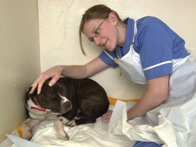 Injured Staffy at Springfield Vets, Rotherham getting some TLC from trainee veterinary nurse Andrea Kirkaldy in 2004