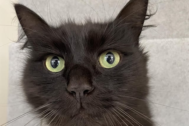 Monty is looking for a new home and would prefer to be the only cat in your life. He is friendly and affectionate and his coat requires a little more maintenance with regular short grooming sessions.