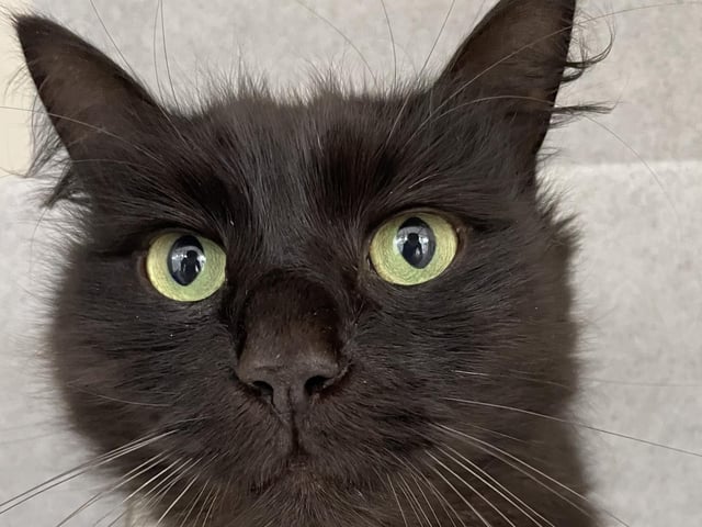 Monty is looking for a new home and would prefer to be the only cat in your life. He is friendly and affectionate and his coat requires a little more maintenance with regular short grooming sessions.
