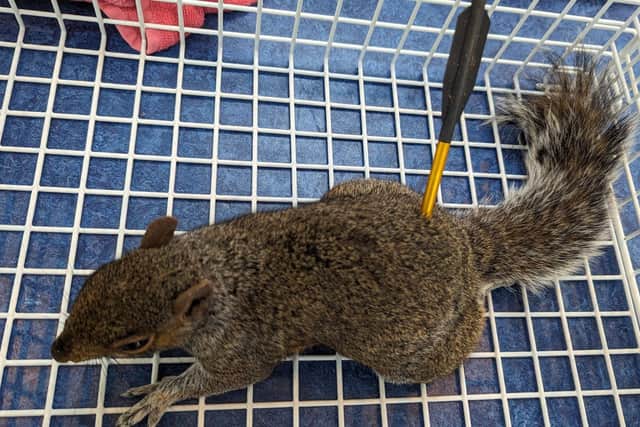A squirrel that had been hit with a crossbow bolt is just one shocking recent example of attacks on animals. Photo: RSPCA