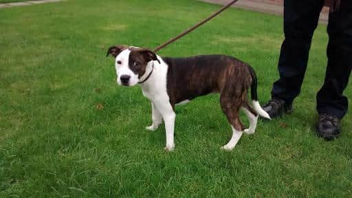 One of the many dogs Dave rescued during his career.