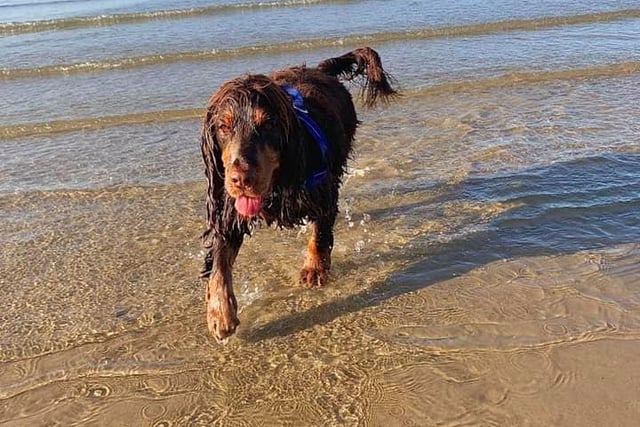 Humphrey the dog enjoying the shallow waves in Southsea at 7.30am today (August 7). Picture: Kayleigh Eastel