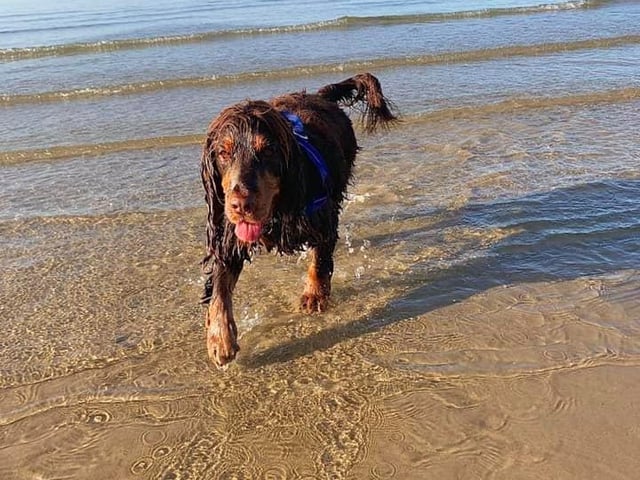 Humphrey the dog enjoying the shallow waves in Southsea at 7.30am today (August 7). Picture: Kayleigh Eastel