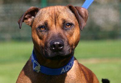 Meet Pumpkin, a one-year-old female Staffordshire Bull Terrier.
This very friendly, sociable girl is looking for a calm home environment with somebody who has the time and experience to train her. Pumpkin loves attention and fuss, but can become over excited and play mouths. This behaviour will require some work so she can meet people politely. Pumpkin would be best suited to an active person who can keep her busy, and who is home a lot of the time. She can only live with adults but may live with other dogs. She cannot live with cats 
See: https://rspca-radcliffe.org.uk/animals/dogs/