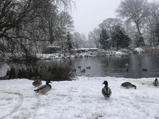 Charlotte Anne Young took this shot of Cusworth Hall pond.