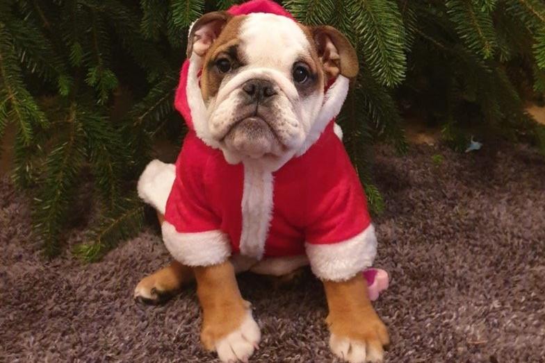 In the run up to Christmas 2020, our readers have shared their pets adorable festive costumes.