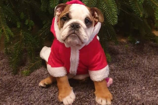 In the run up to Christmas 2020, our readers have shared their pets adorable festive costumes.