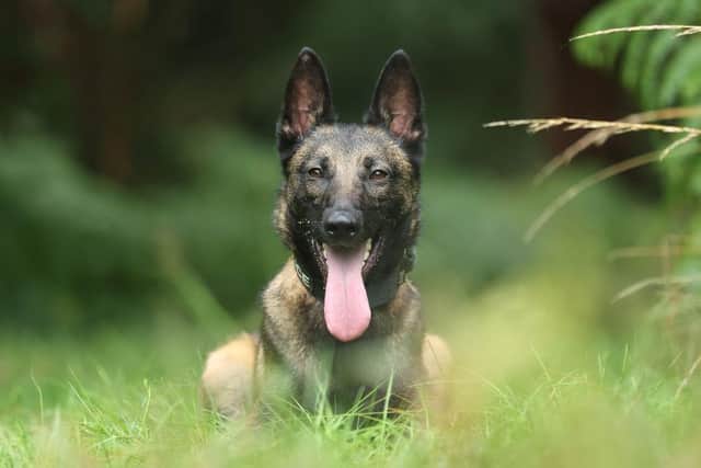 New police dog Rocket. Photo: Nottinghamshire Police