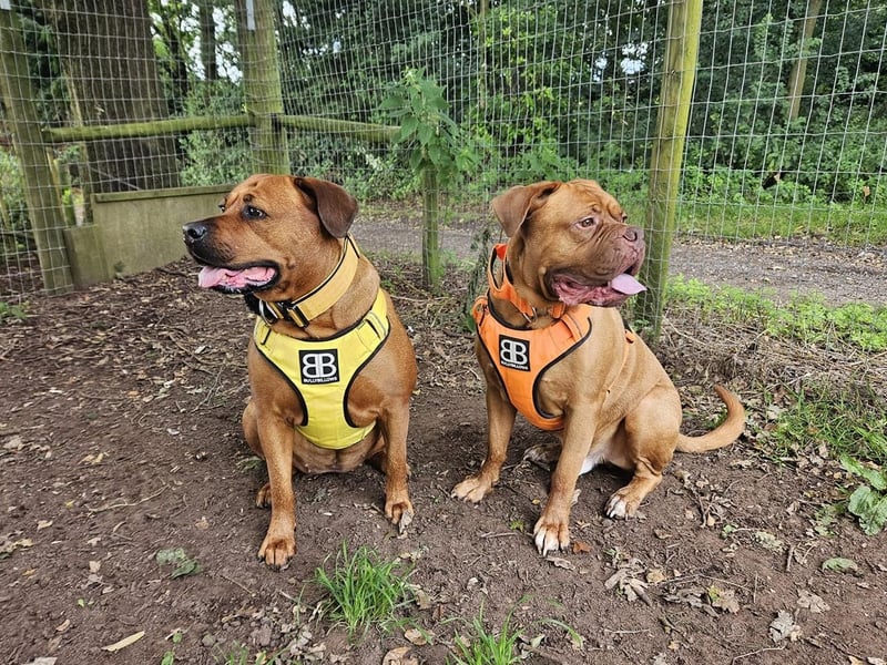 Stella (left) is five-years-old and her Dad, Hooch, (right) is six. Here they both are, enjoying their run at Fluers Friendly Enclosed Field at Blidworth.