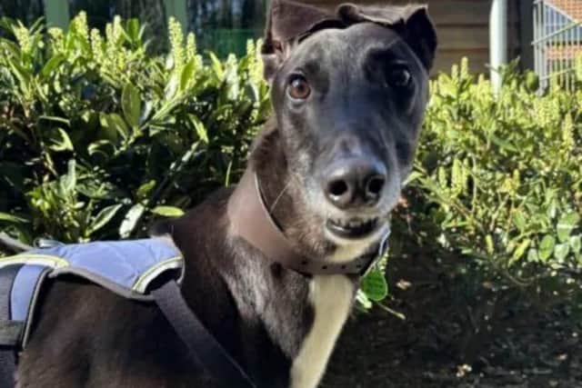 Patrick is looking for his forever home