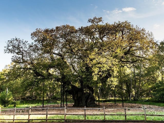 Make the most of the great outdoors in Sherwood Forest National Nature Reserve, covering over 450 acres and incorporating some truly ancient areas of native woodland. In summer 2018 a new visitor centre was opened by the RSPB, presenting information about the history of the forest. Parking at the Visitor Centre is a flat £5 for anything up to a whole day. If you are a member, you can display your membership card on your dashboard to receive free parking.