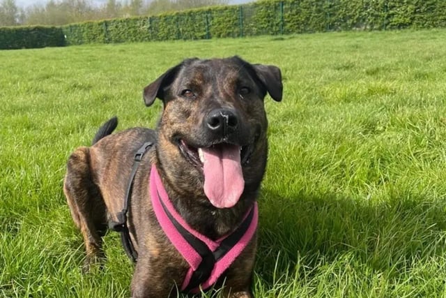 Holly is a larger-than-life character who has a lot of enthusiasm. She can sometimes struggle to contain her excitement, so she is looking for an adult-only household with owners who are confident and physically able to manage a large breed dog. She wants to be the only dog in the home but can socialise with dogs on walks.Holly can be a little worried about meeting new people, but building a relationship with her takes little time. Once Holly has a relationship with you, she will be a tactile dog. She loves a good game of fetch, but her all-time favourite game is peek-a-boo with her handlers. Holly loves travelling in the car and is looking for an active family who is ready for a dog companion to join them on their next big adventure! See www.dogstrust.org.uk/rehoming/dogs/mastiff/1242017