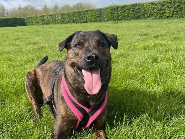 Holly is a larger-than-life character who has a lot of enthusiasm. She can sometimes struggle to contain her excitement, so she is looking for an adult-only household with owners who are confident and physically able to manage a large breed dog. She wants to be the only dog in the home but can socialise with dogs on walks.Holly can be a little worried about meeting new people, but building a relationship with her takes little time. Once Holly has a relationship with you, she will be a tactile dog. She loves a good game of fetch, but her all-time favourite game is peek-a-boo with her handlers. Holly loves travelling in the car and is looking for an active family who is ready for a dog companion to join them on their next big adventure! See www.dogstrust.org.uk/rehoming/dogs/mastiff/1242017