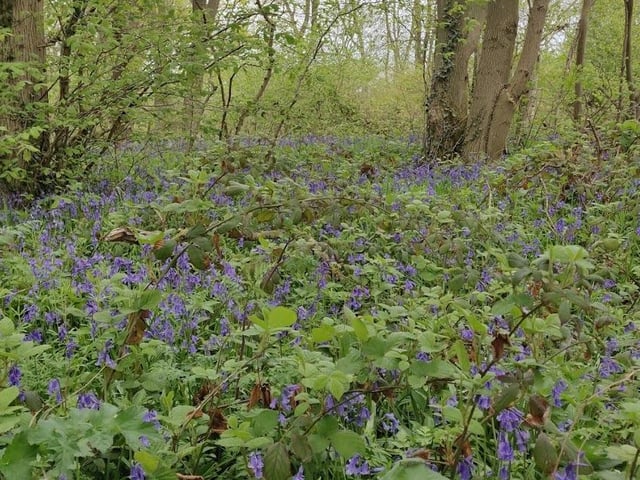 Muddy Stilettos said: "Blimey, this woodland’s so ancient it’s referenced in the Doomsday Book and Henry VII and his army are known to have camped nearby on their way to the Battle of East Stoke in 1487. If the history doesn’t do it for you, the beautiful bluebells will – proper carpets here."