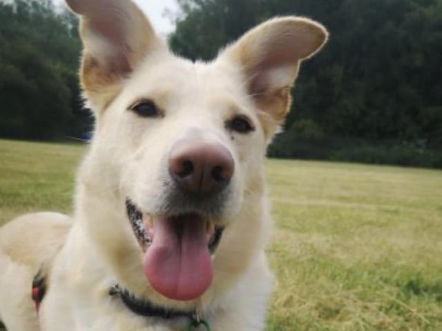 A German Shepherd x Lab cross, aged six. Lilly is a sweet girl who can be sensitive to new people and noises. She likes company, so ideally is looking for someone to be around most of the day but has the potential to build up to two to four hours alone. Lilly is worried about other dogs and has varied reactions. She has been reactive, barking and pulling towards dogs when in the distance but also freezing and staring too. She is looking for quiet walks so as not to overwhelm her. She will need a secure garden with at least a six-foot fence and is looking for homes with children over 14.