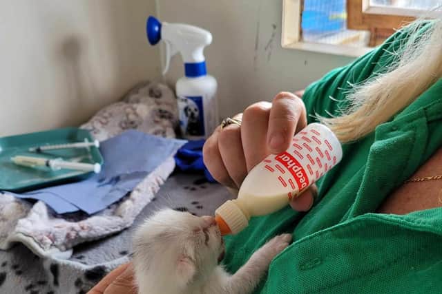 Some of the kittens are being hand-reared. Location: The Firs Luxury Boarding Cattery.