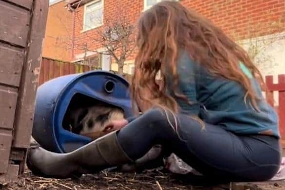Rosie Stubbs spent 20 minutes trying to get Polly Pocket the pig out a barrel after she got stuck in in a garden in Bilsthorpe