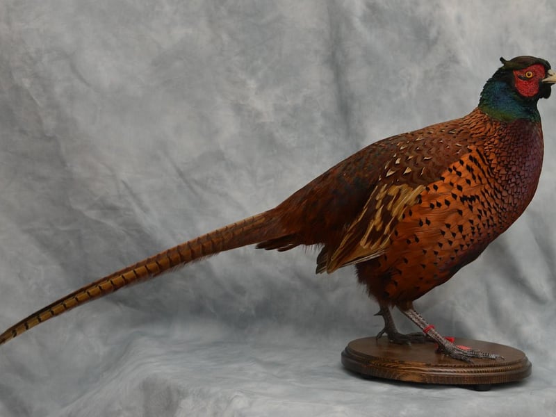Mansfield Museum is well known for having a collection of stuffed birds. Now you can find out how and why museums collect taxidermy specimens and how they care for them. 'How To Look After A Taxidermy Bird' is a free event at the Leeming Street museum on Friday (12 midday to 1 pm) with collections officer Anja Thompson-Rohde as part of the Nottinghamshire Festival Of Science And Curiosity.