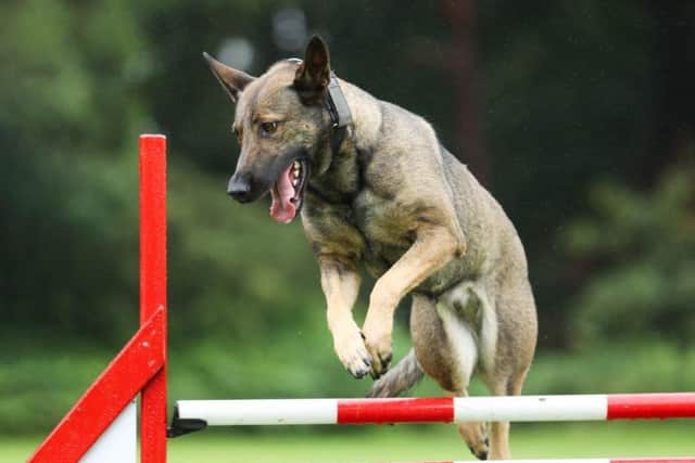 Police Dog Night quickly tracked down and captured a suspect. Photo: Nottinghamshire Police