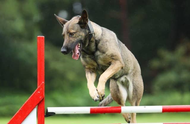 Police Dog Night quickly tracked down and captured a suspect. Photo: Nottinghamshire Police